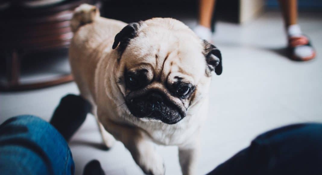 pugs