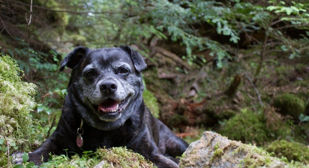 Canine Arthritis Is A Real Problem And Cannabis Could Be A Solution