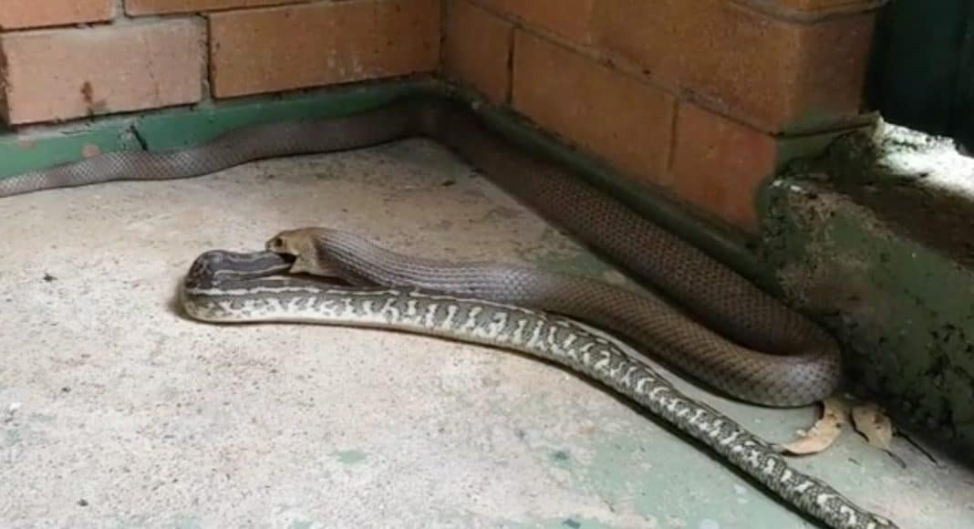 Snakes Eating Snakes Is A Thing And We Have Video