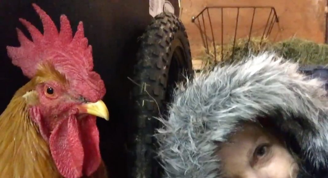 Therapy Rooster