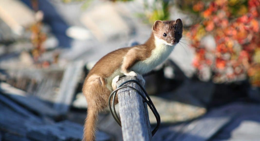 Corpse of Infamous Electrocuted Weasel Now on Display
