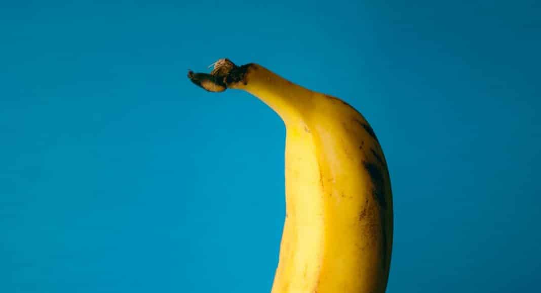 penis