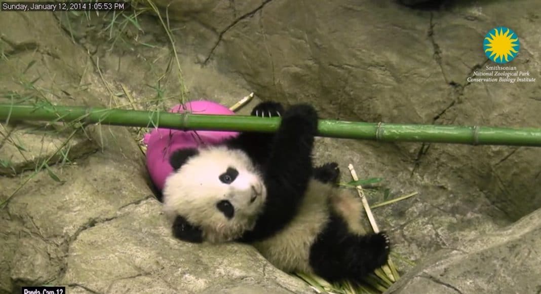 panda