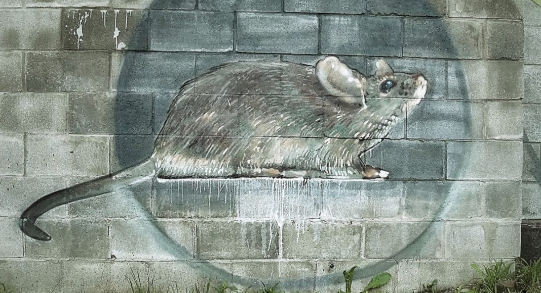 girls battling a rat
