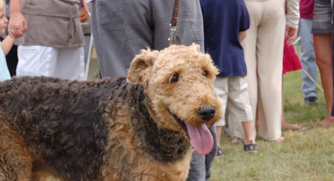 Pet Marijuana Overdoses