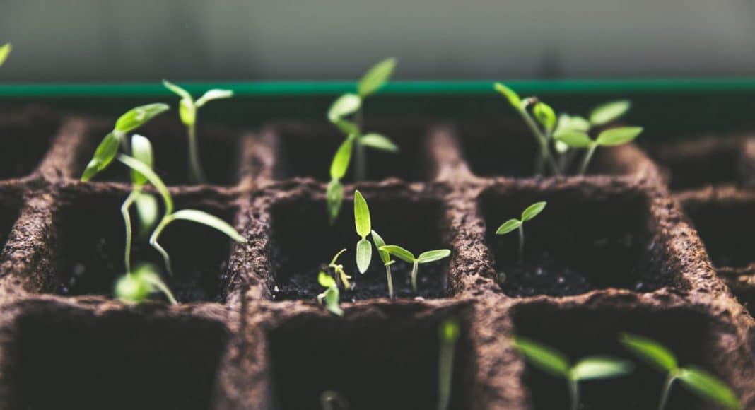Growing Your Own Medical Marijuana