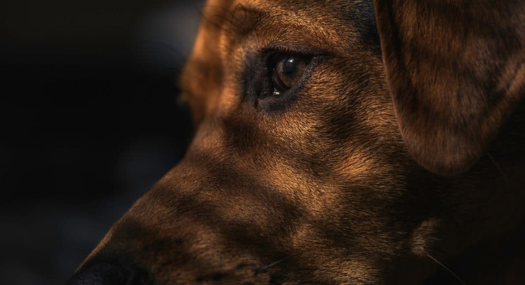 Dog Shot Sleeping Girlfriend