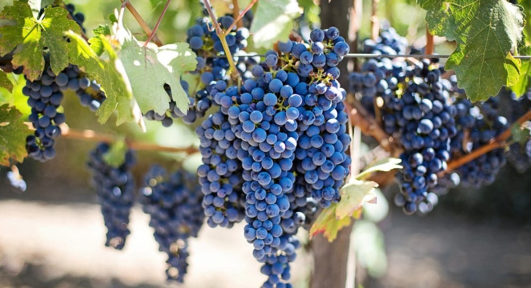 Napa