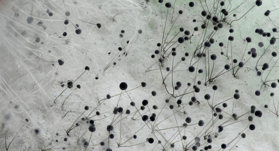 Cannabis 101: How To Tell If Your Marijuana Is Moldy