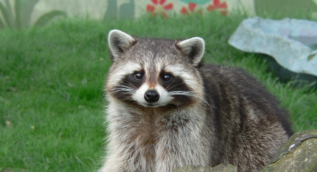Brave Raccoon Free After Highly-Publicized Ride on Trash Truck