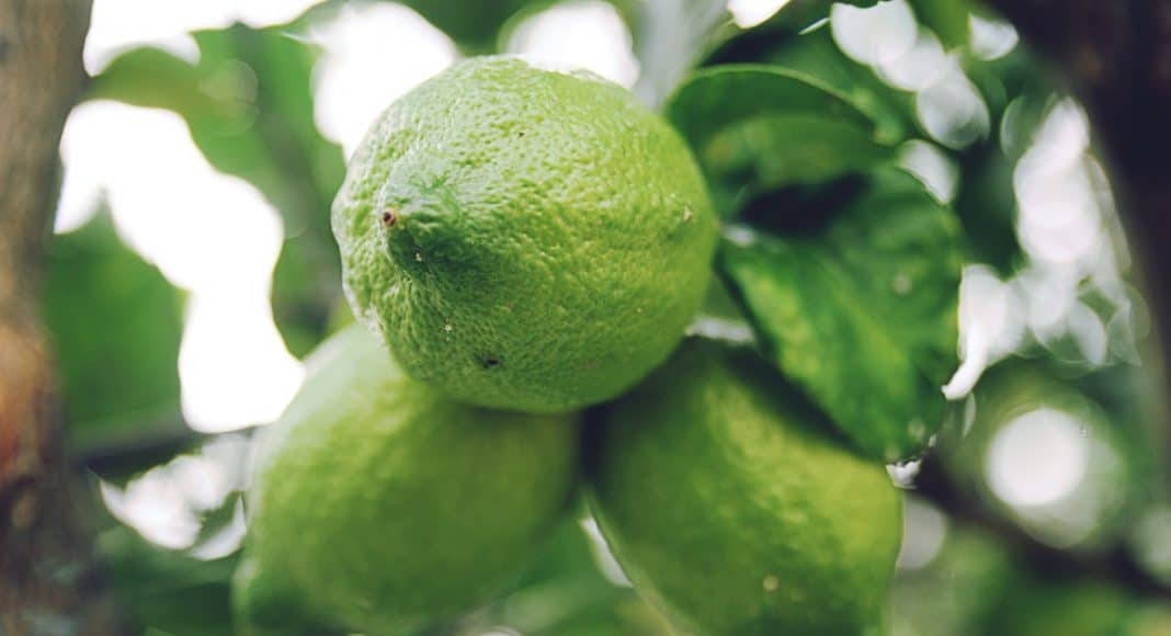 Limes