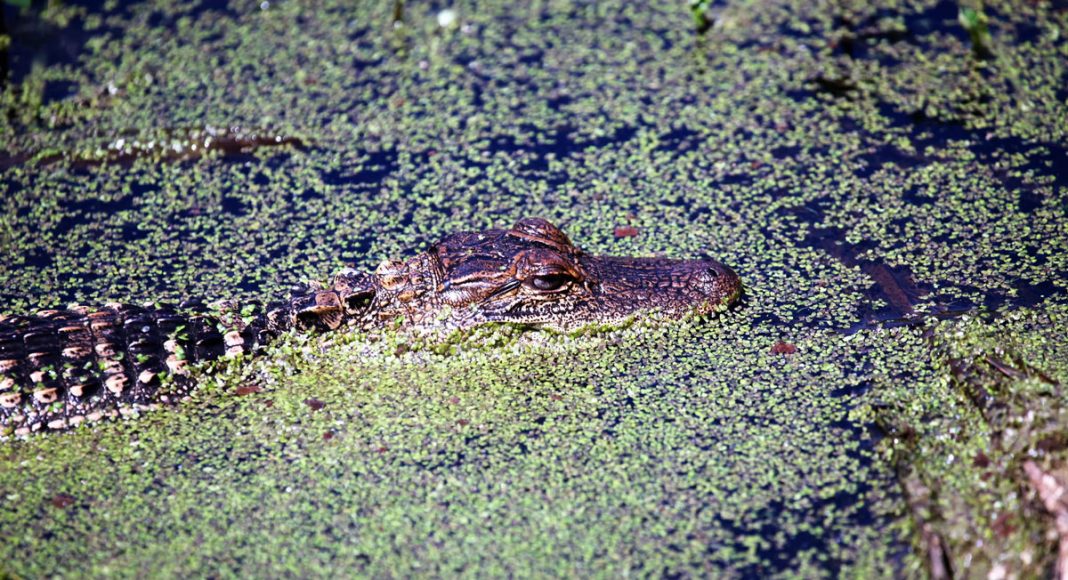 gator