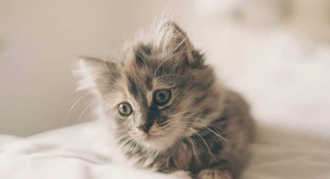 kitten as tip