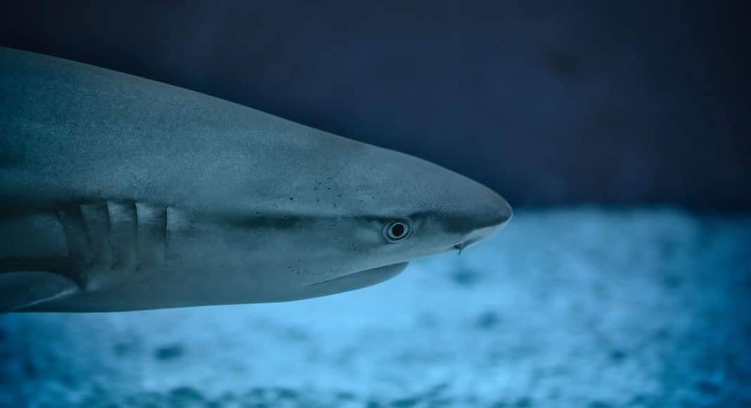sharknado