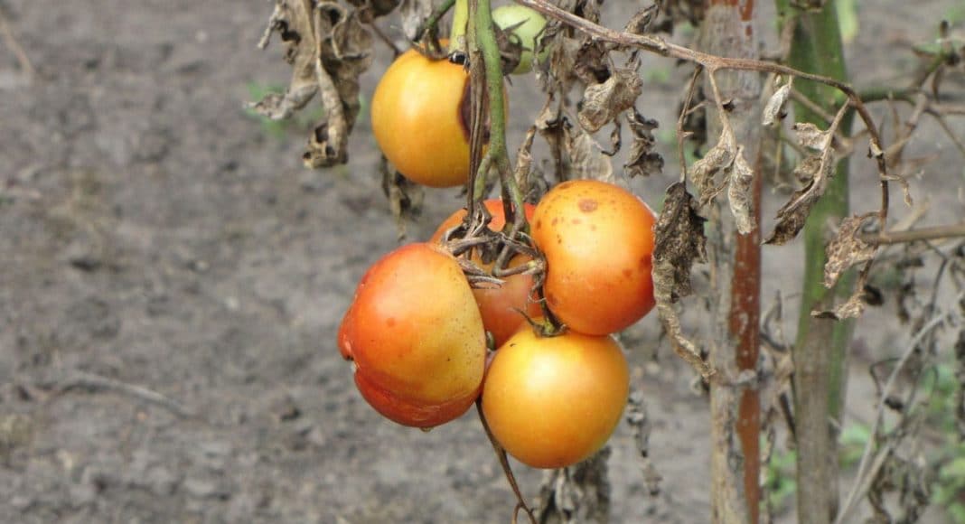 Rotten Tomatoes