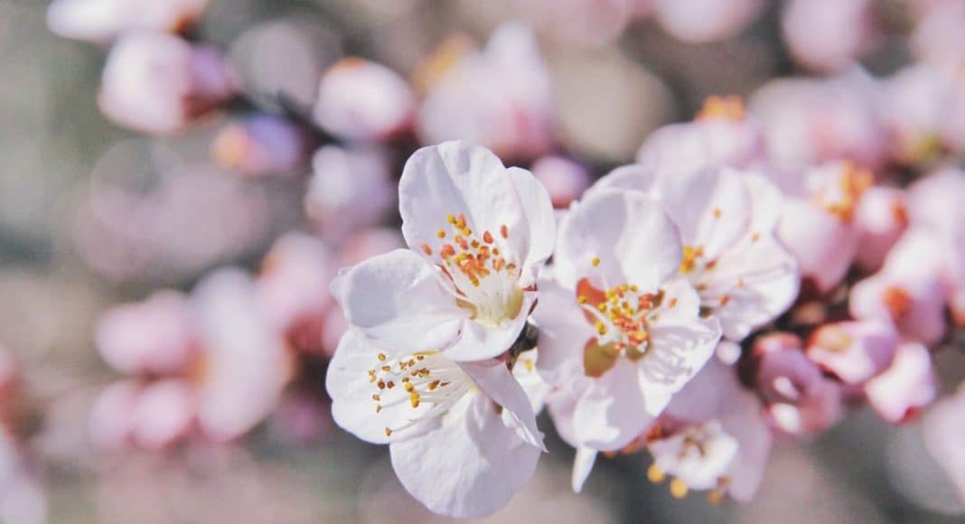 cherry blossom