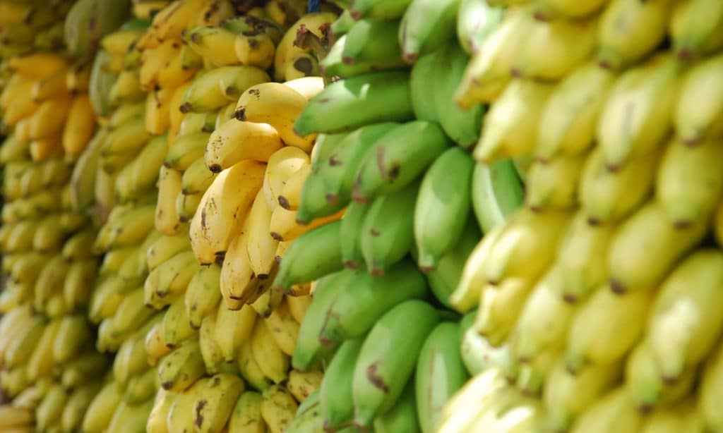 bananas