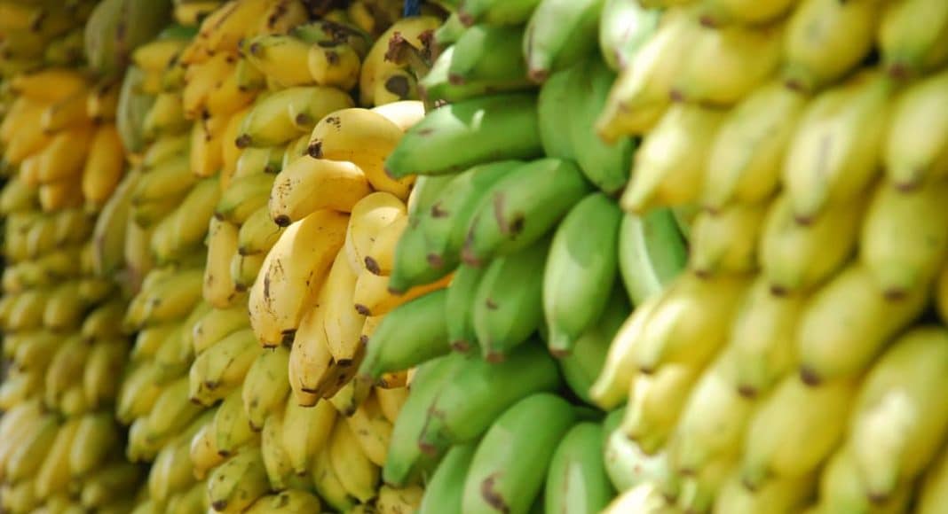 bananas