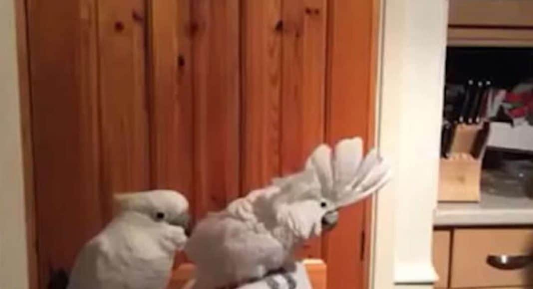 Cockatoo