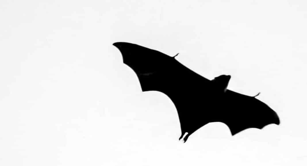 dead bat