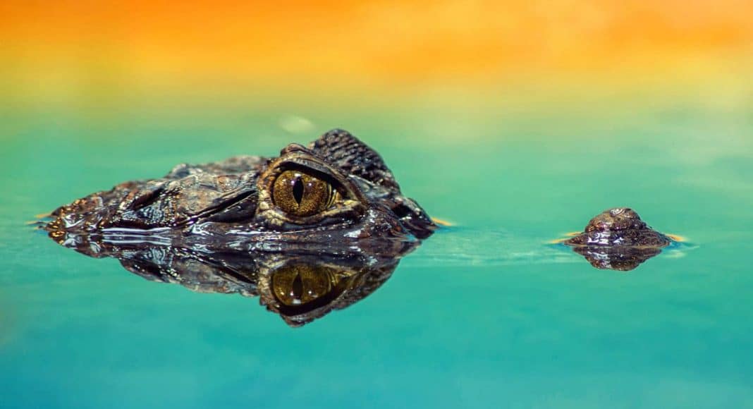 gator