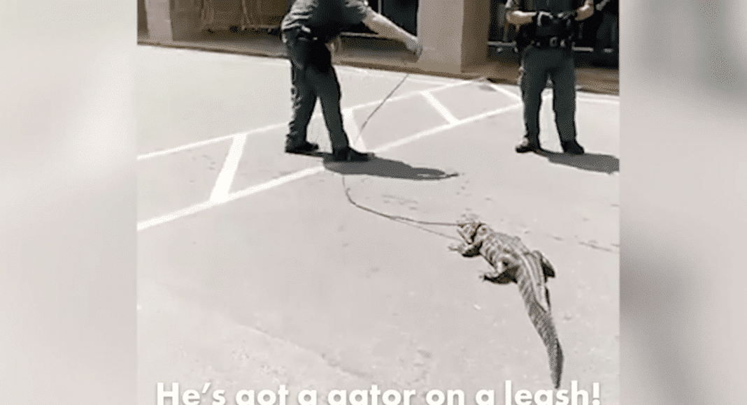 Watch Police Drag a Confused Gator Through A Store