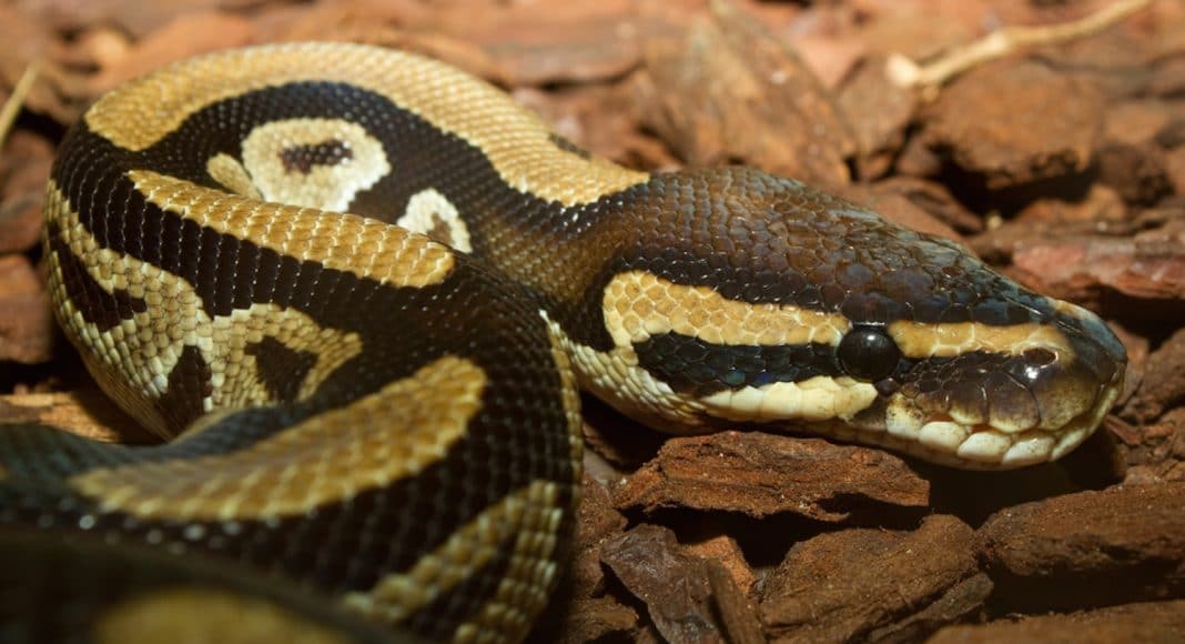 Man Fined For Walking His Snake in Park Without A Leash