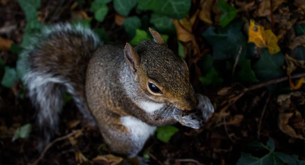 squirrels