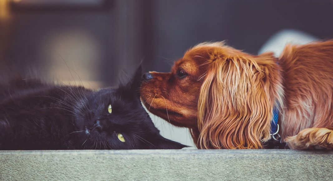 talking to your dog