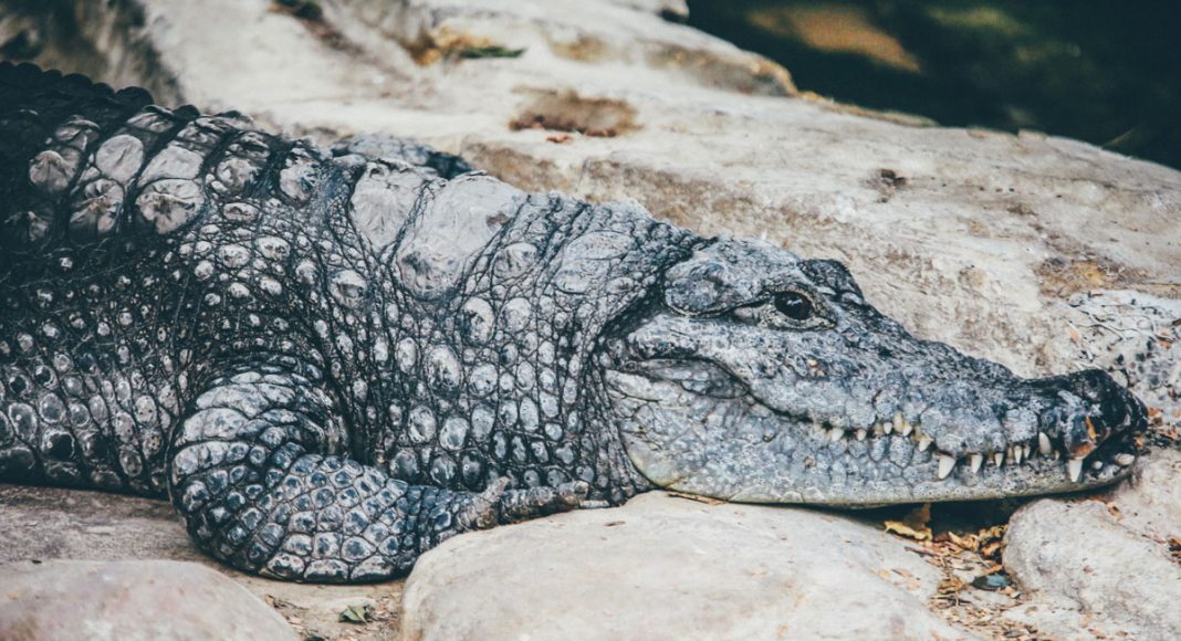 Alligator