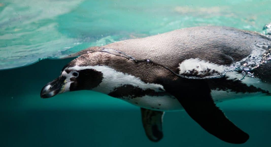 penguin