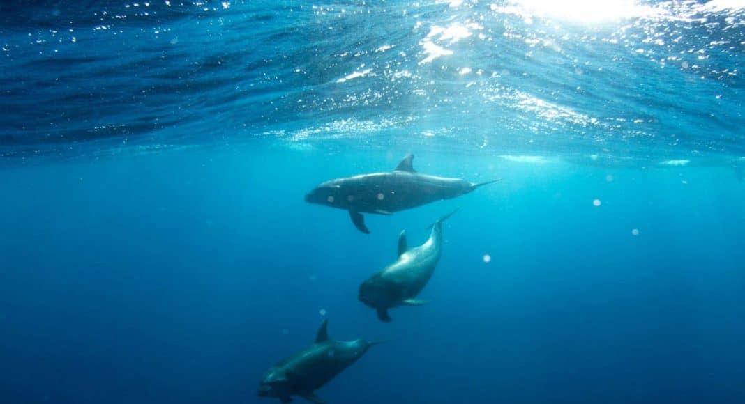 dolphin sex