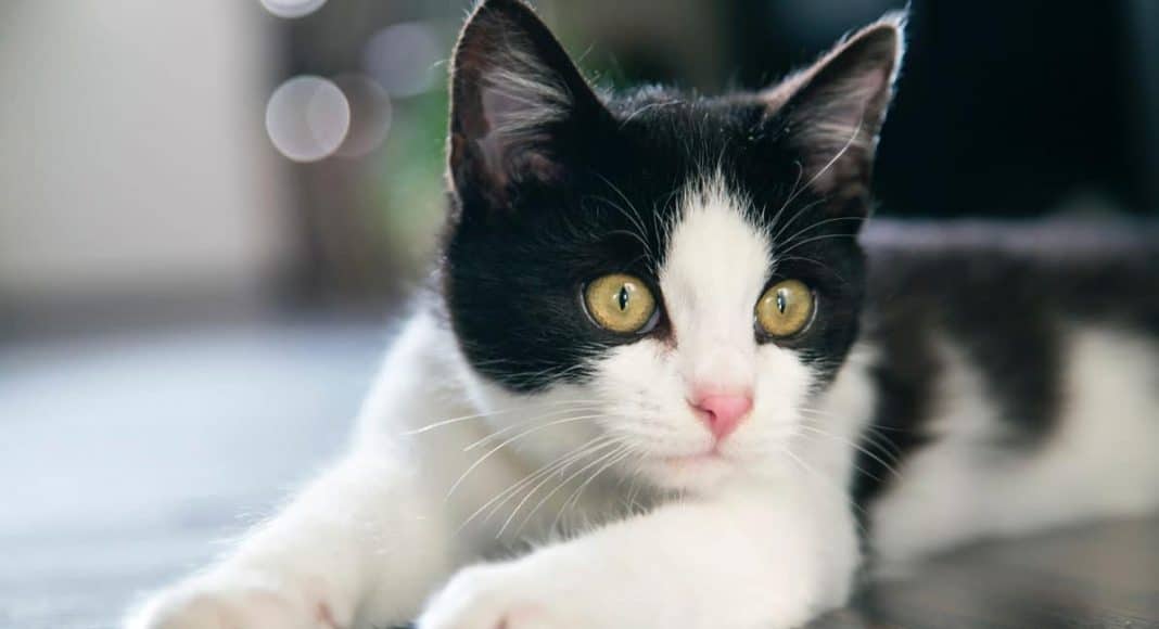 cats