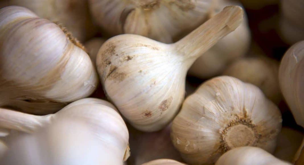 garlic breath