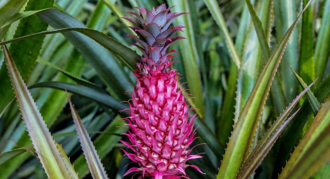Pink Pineapples