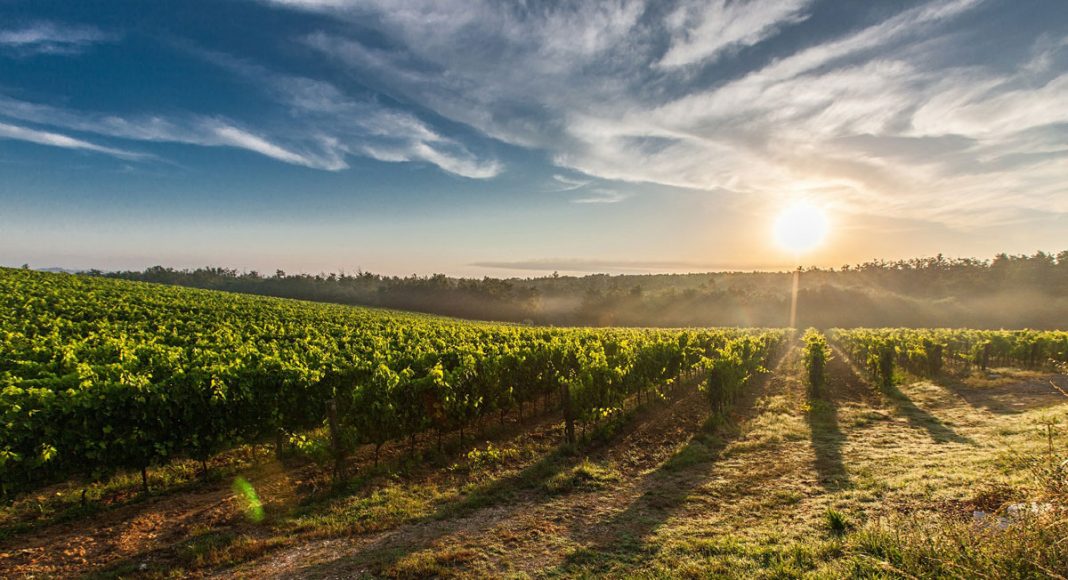 Summer Wine Vacation