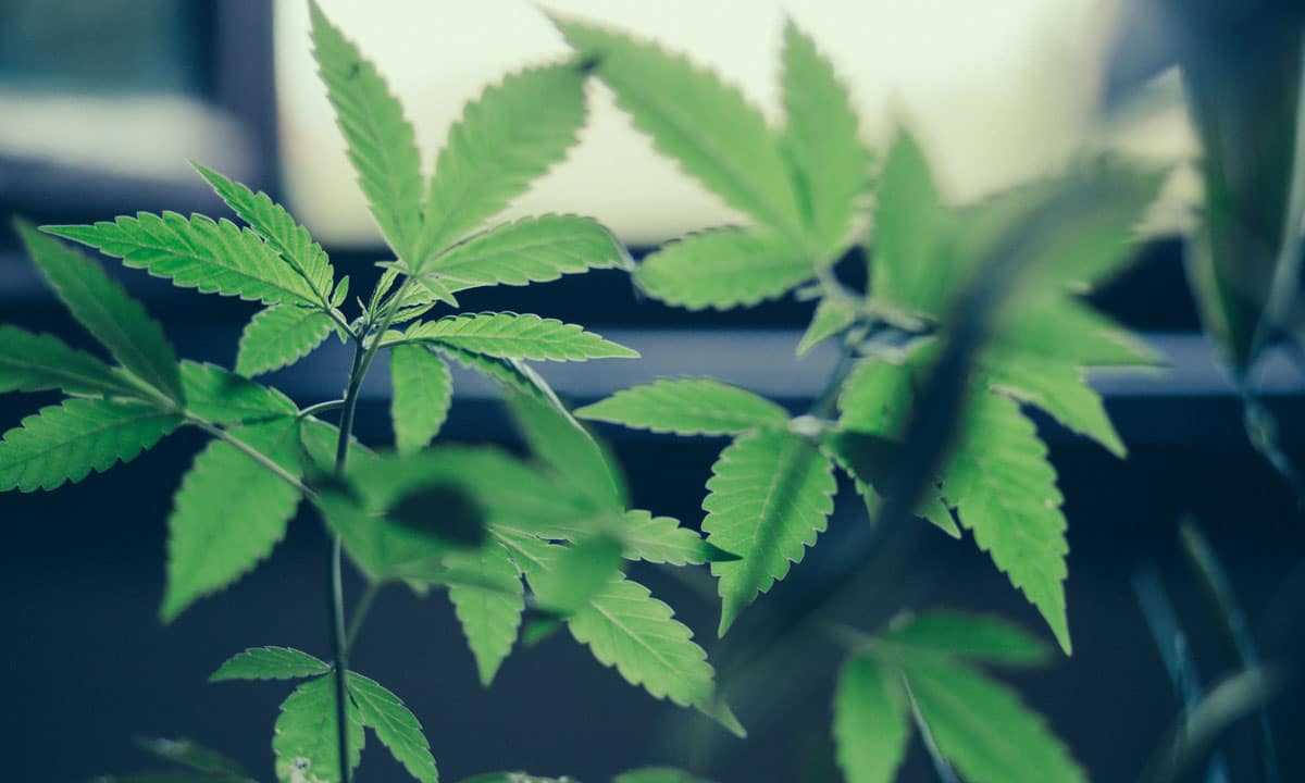 Cannabis Caregivers