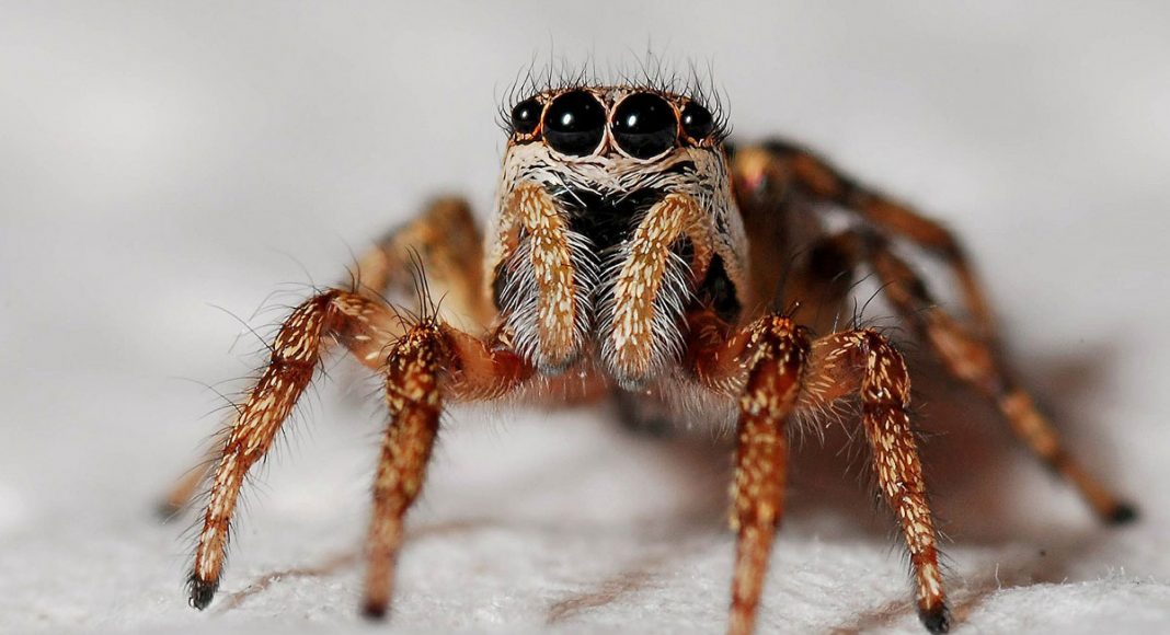 Spider