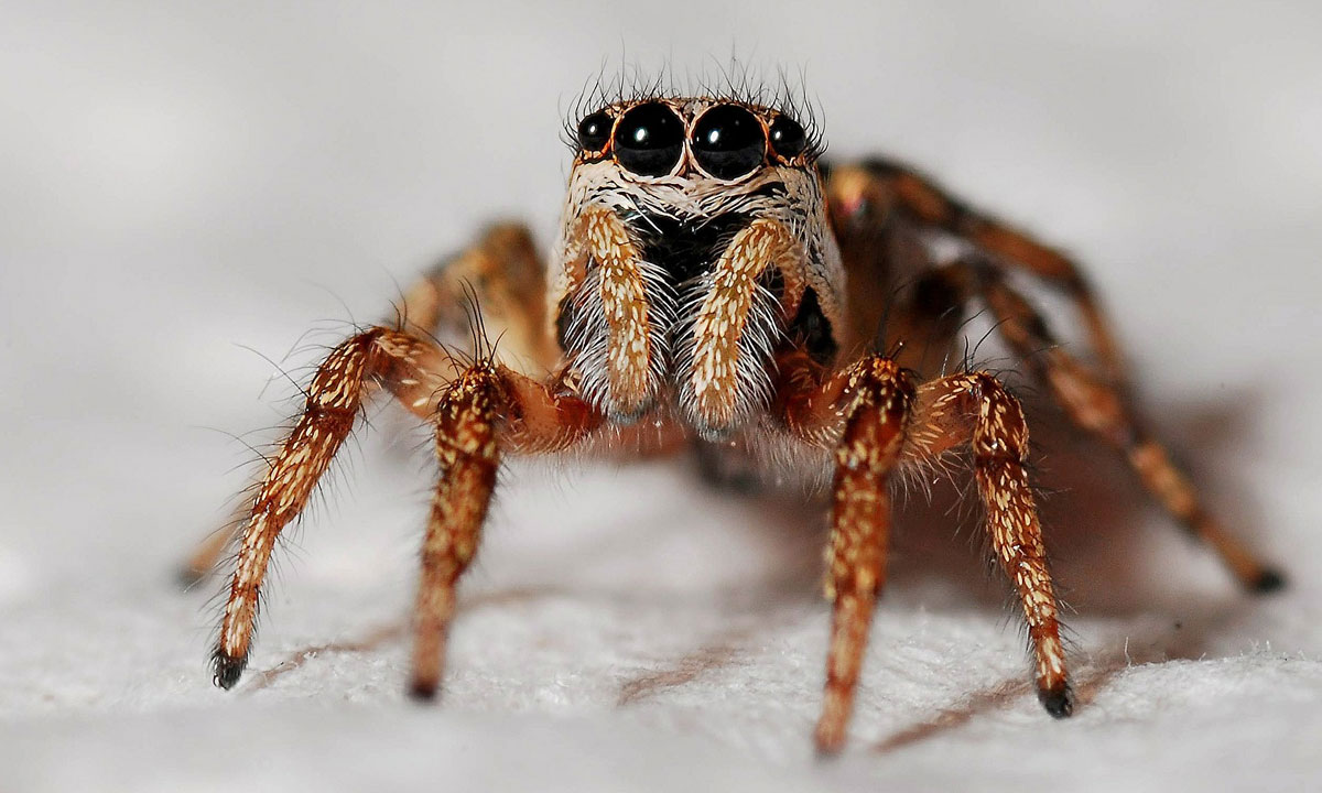 Spider