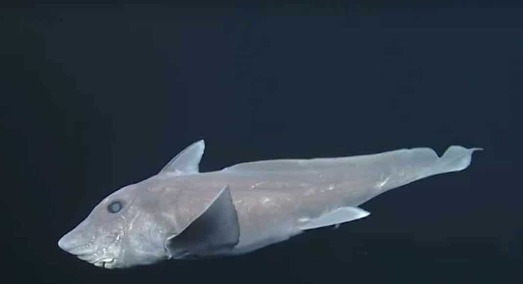 Ghost Sharks