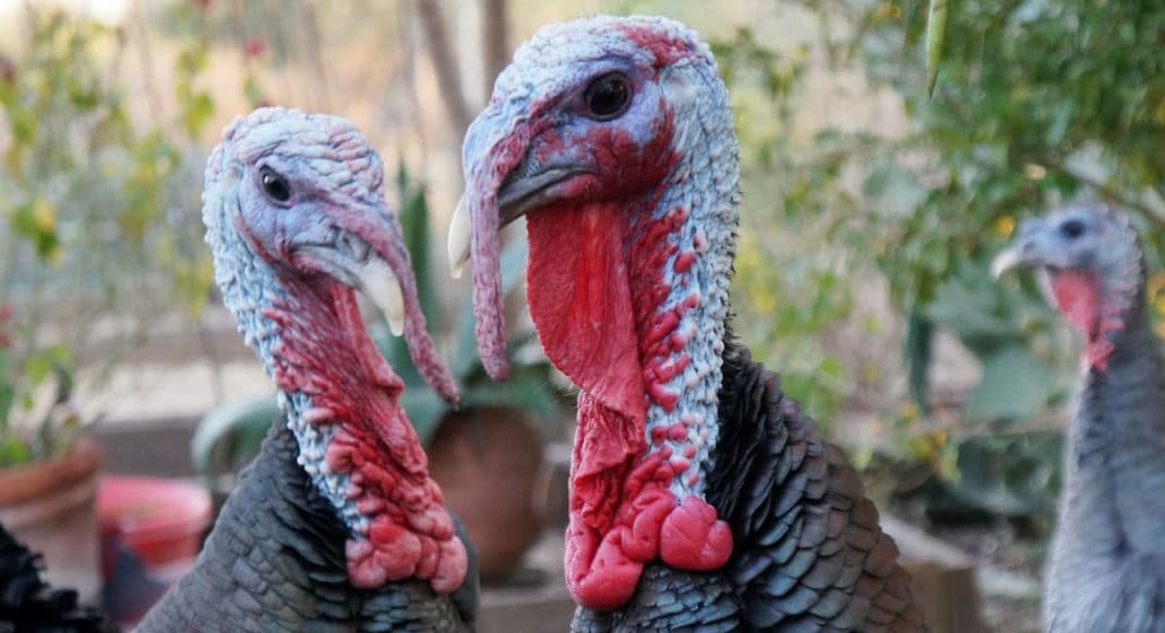 Turkey Testicle Festival