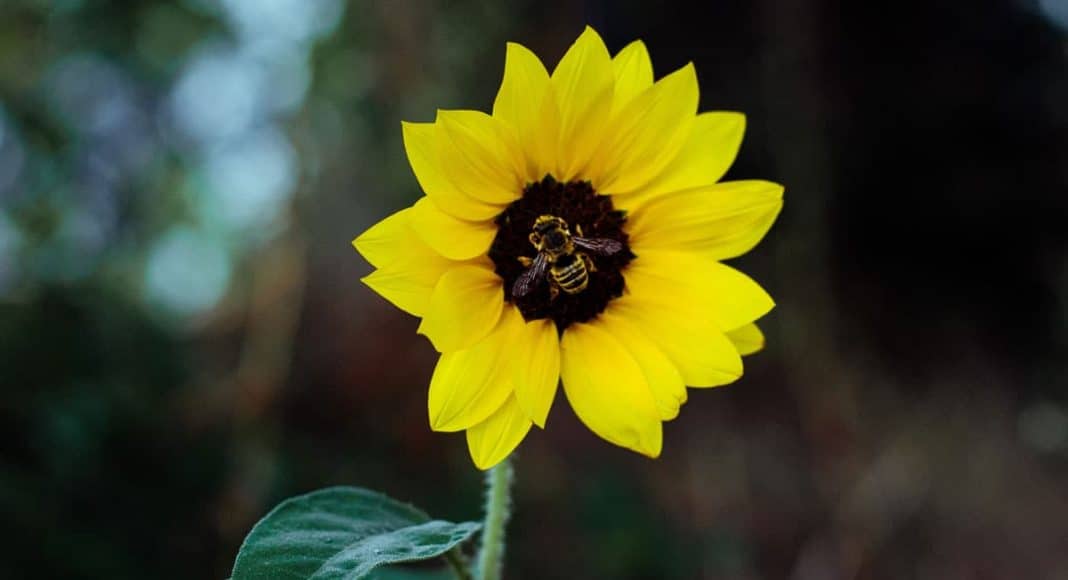 How Marijuana Customers Can Save The Bees