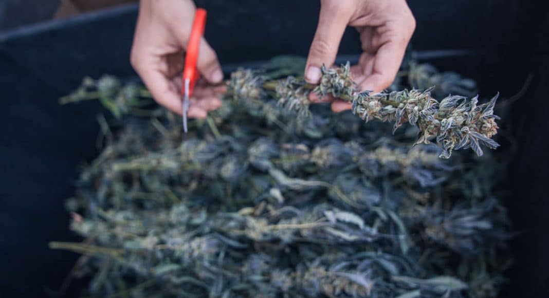 Organic Standards For Marijuana