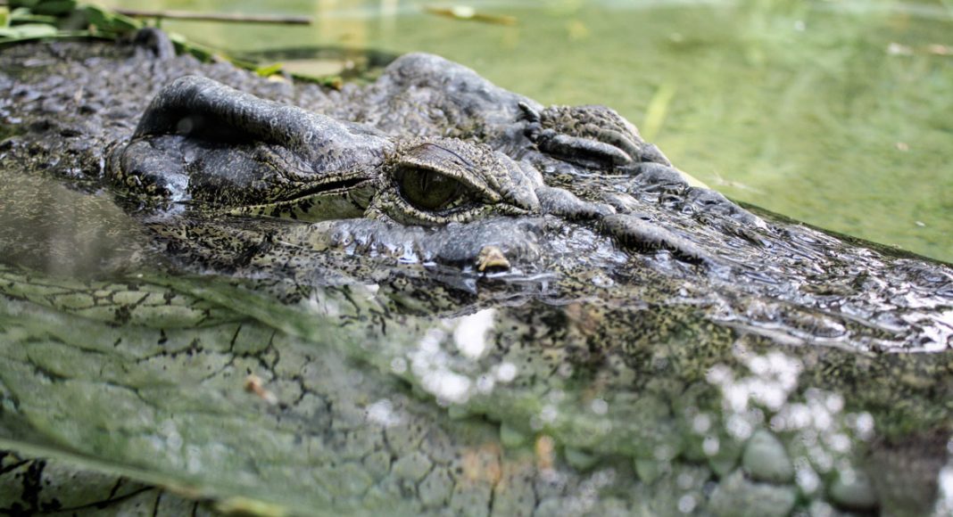 Huge Alligator