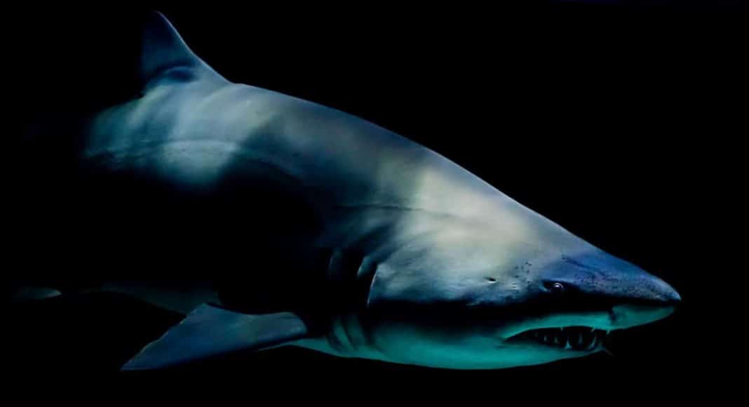 Shark Attack