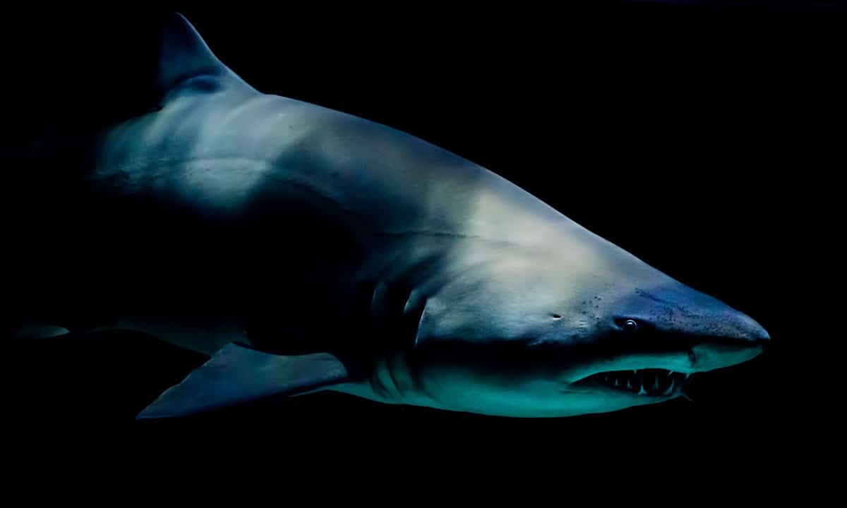 Shark Attack