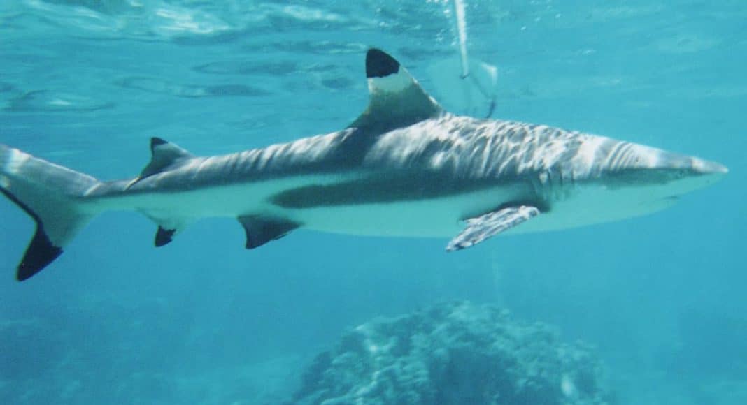 shark