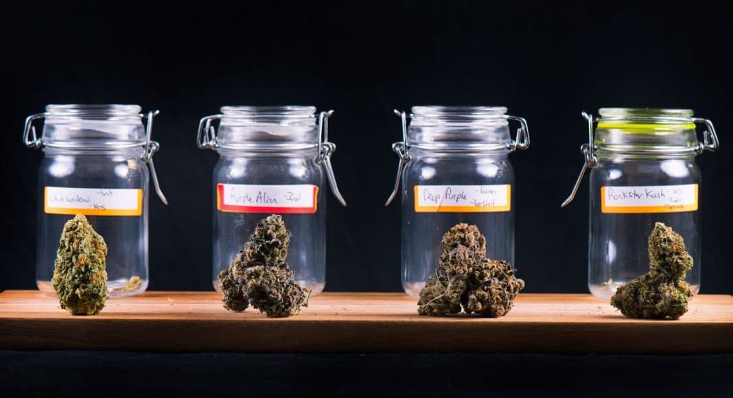 Weed Tastings