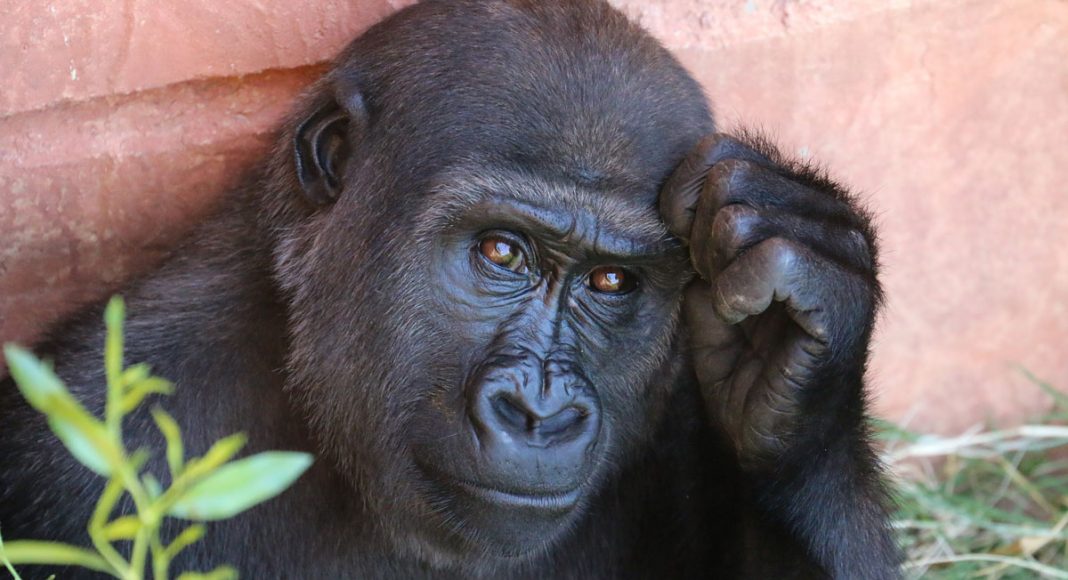 Gorilla