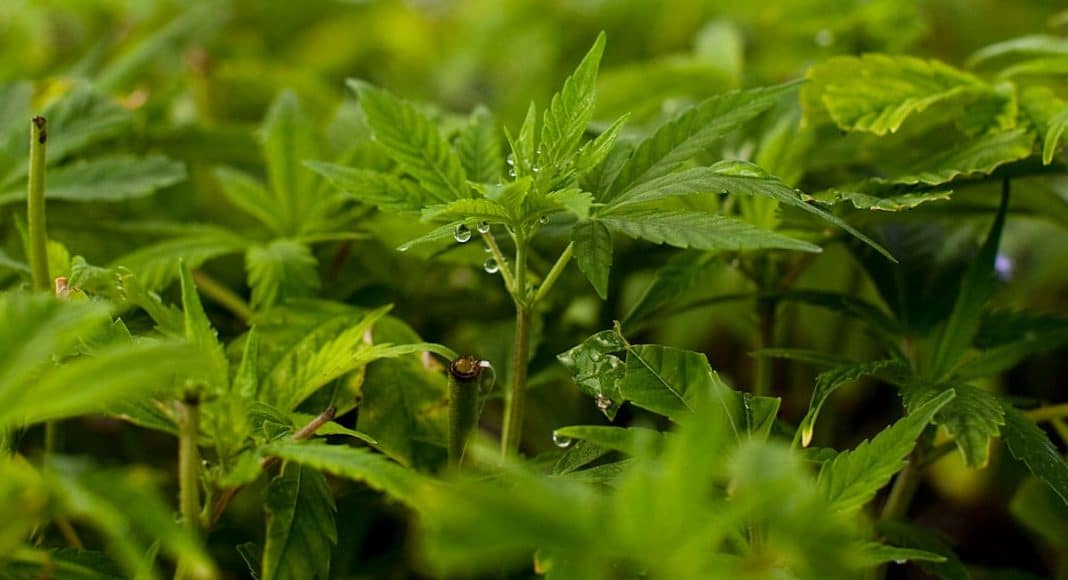 Raw Cannabis